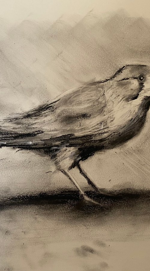 Long Tail Finch…. by Paul Mitchell