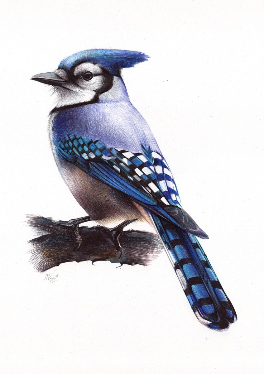 Blue Jay (Realistic Ballpoint Pen Drawing) by Daria Maier