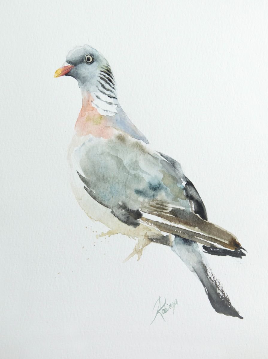 Wood Pigeon (Columba palumbus) by Andrzej Rabiega