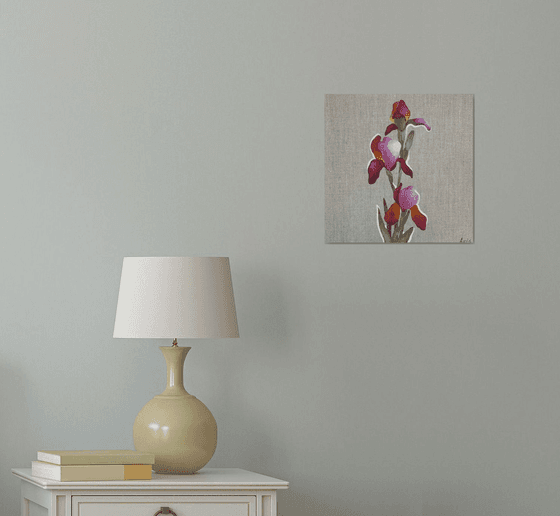Pink Iris