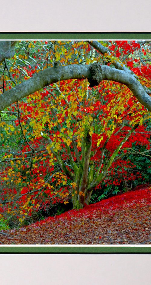 Autumn by Robin Clarke