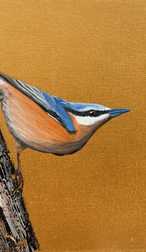 Nuthatch by Laure Bury