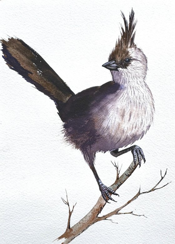 Chiming Wedgebill Wild Bird