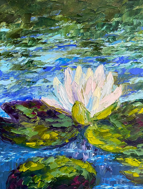 Pond lilies