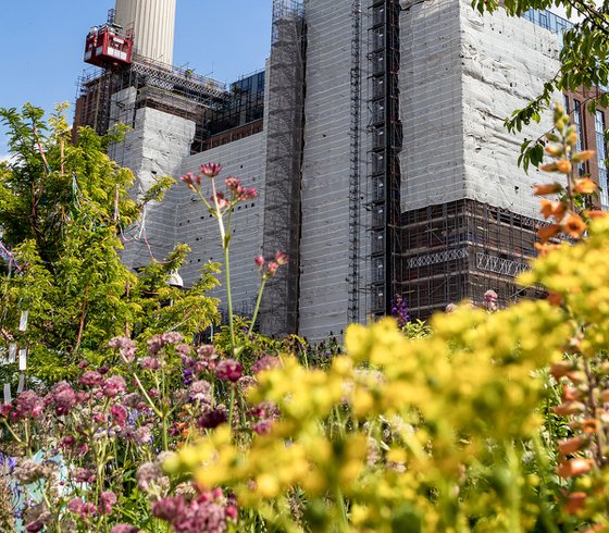 Battersea Power Station wild flowers  : June 2021 (1 of 20) 12"X18"