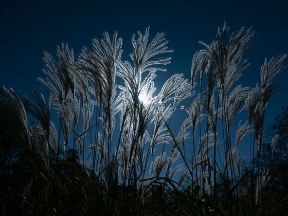 Lacework of Nature's Light