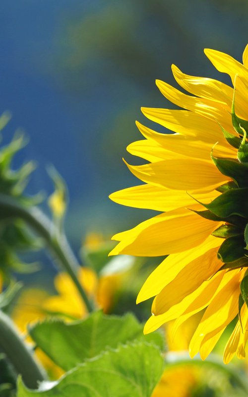 Normandy Sunflowers by Alex Cassels