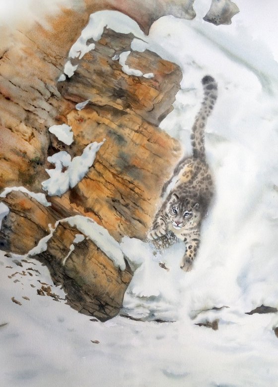 Snow leopard -  Snow Leopard on Mountain side - ghost of the mountain