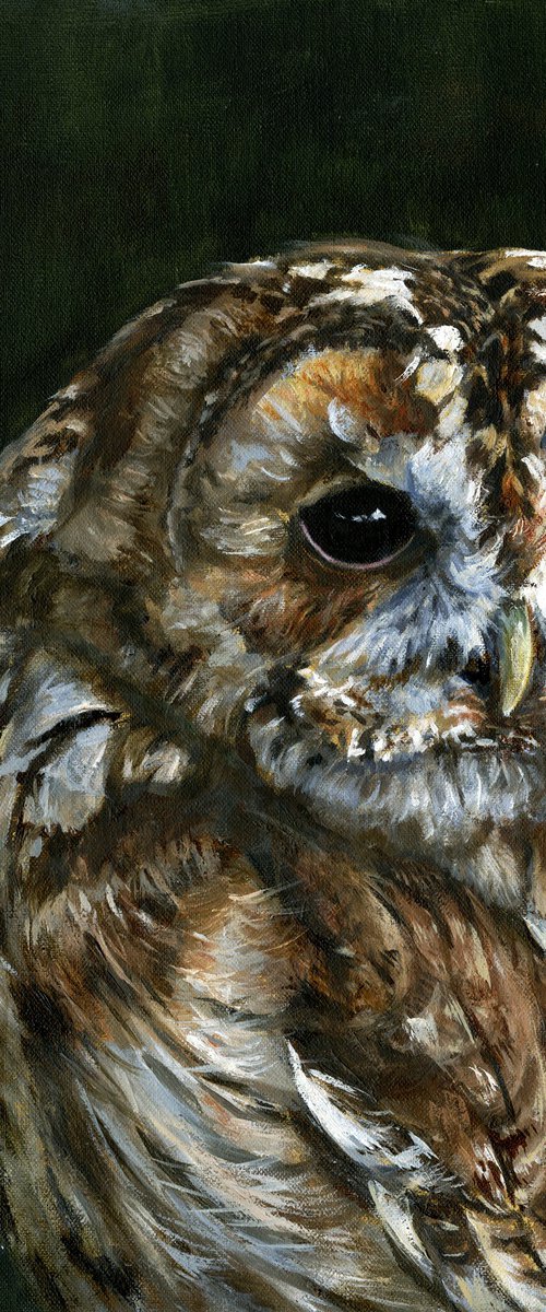 Tawny Owl, Strix  aluco oil painting by Una Hurst