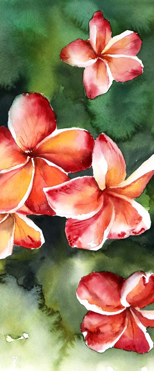 Watercolor Plumeria Flower - Pink Floral Art by Yana Shvets