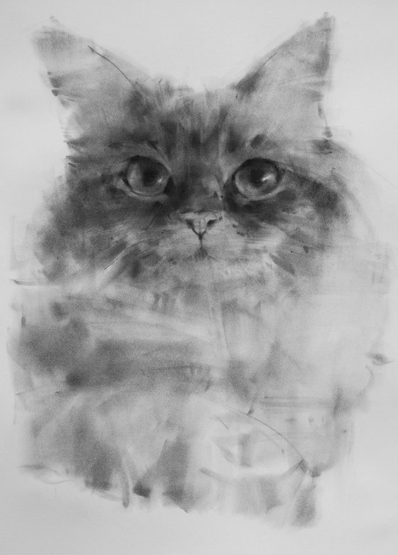 Portrait Of a Ragdoll Cat