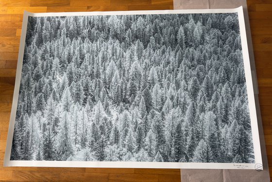 THE WHITE SILENCE