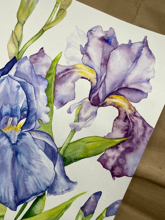 Iris Flowers