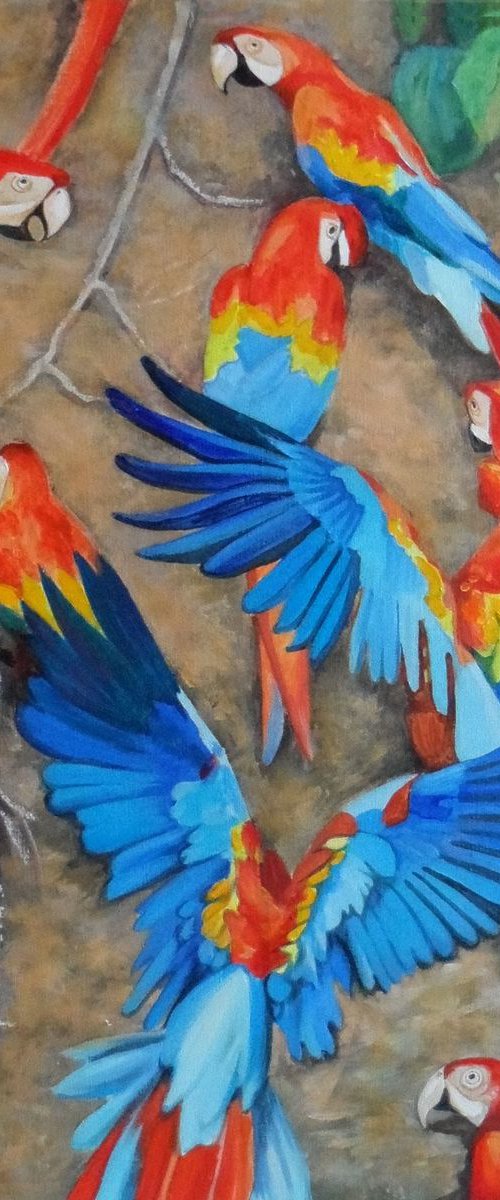 Macaws at clay site by Olga Lomax