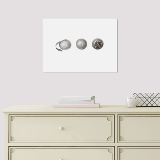 Medlar Fruit Drawing