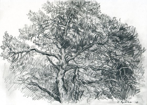 An Old Pinetree