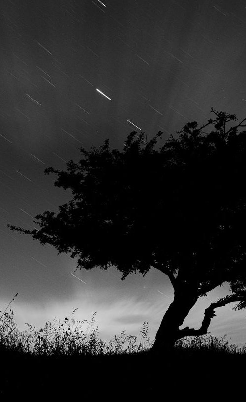 Tree and night sky, Oxford, England by Charles Brabin