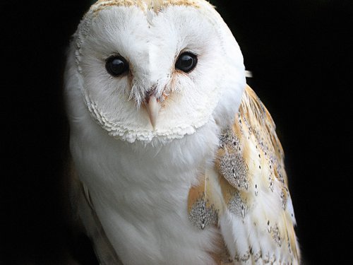 Owl by Derek Seaward