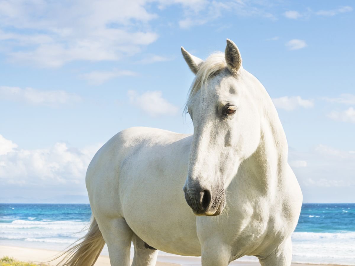 BEACH HORSES 2. by Andrew Lever