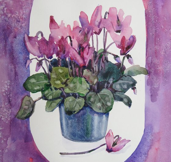 Cyclamen