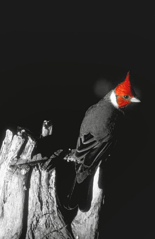 Brazilian Cardinal by Ron Colbroth