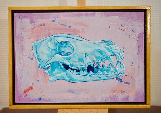 Coyote skull