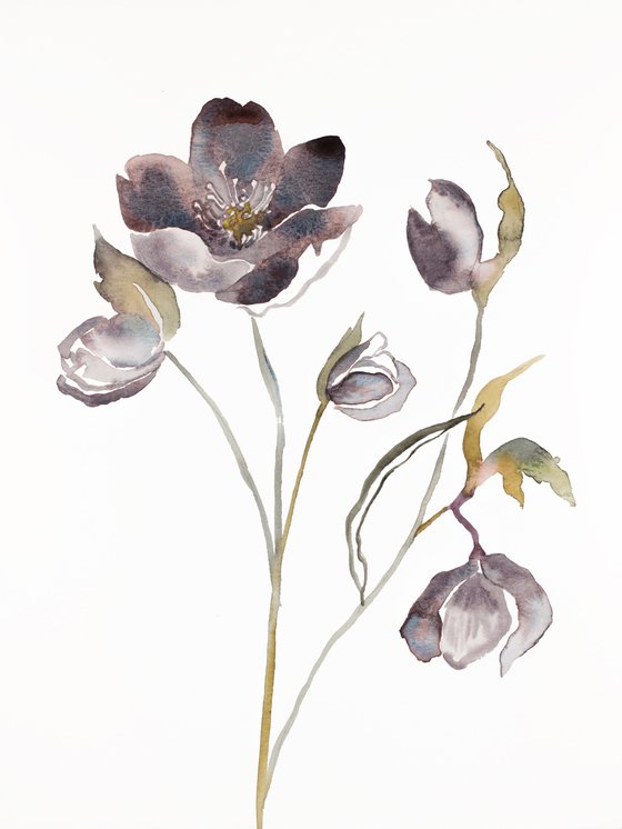 Hellebore No. 17