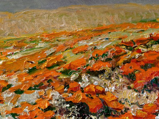 California Poppies