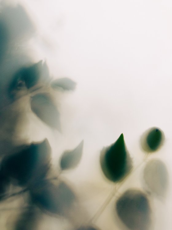 Emergence