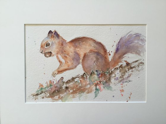 Squirrel