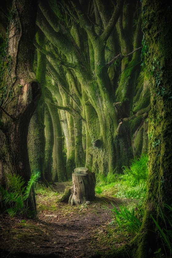 Misty Twisted Beech Trees