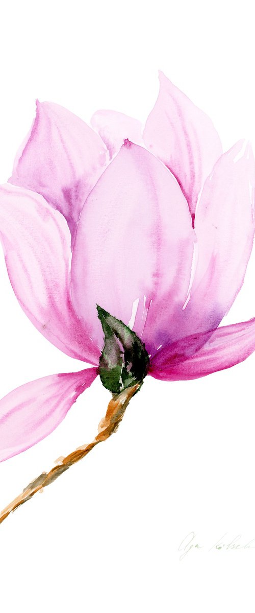 Pink Magnolia  watercolor by Olga Koelsch