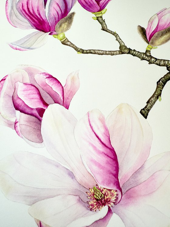 Magnolia Branch