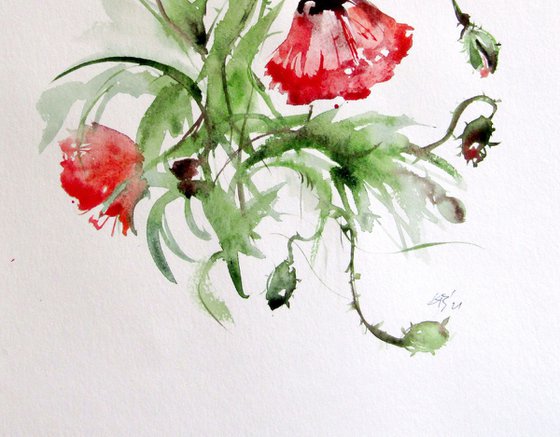 Summer poppies