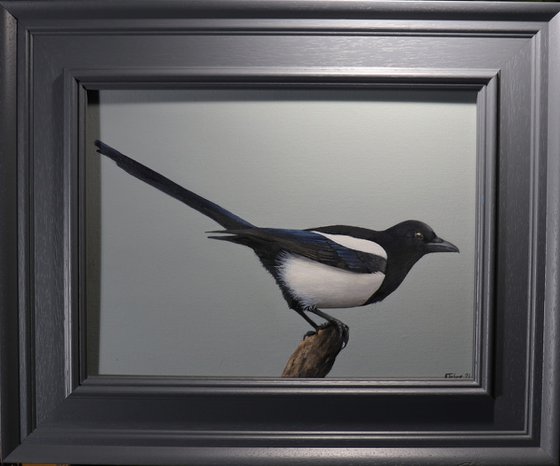 Magpie 2, Oil Painting, Bird Artwork, Animal Art Origina, Not Print