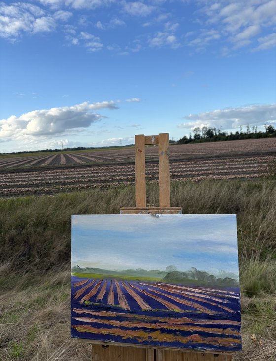 Field of Onions Harvest