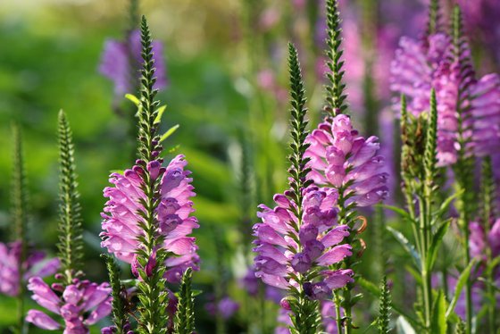 Pink flowers