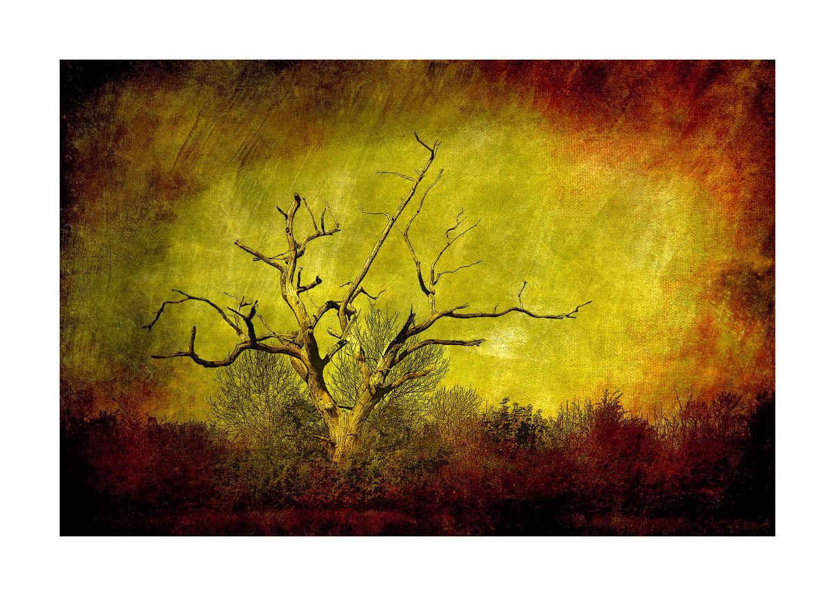 Dead tree landscape by Martin Fry