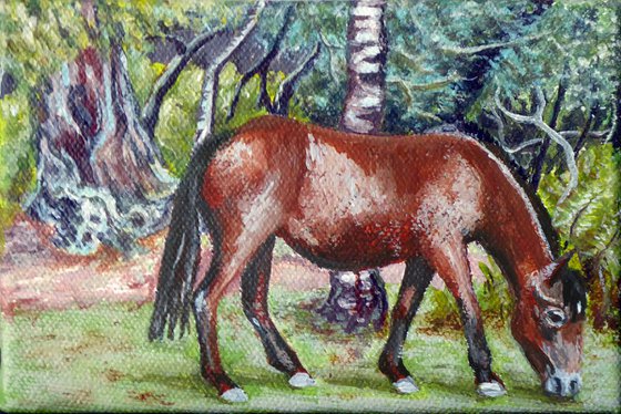 New Forest Pony, Bolderwood 1