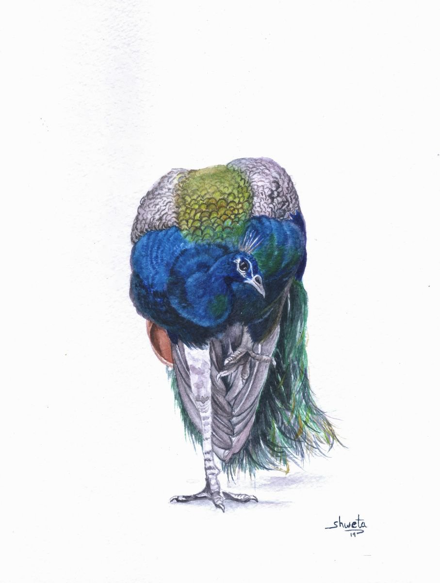 Photorealistic Animal Watercolour By Shweta Mahajan, 6 X 8", Indian Peafowl, Original Artwork