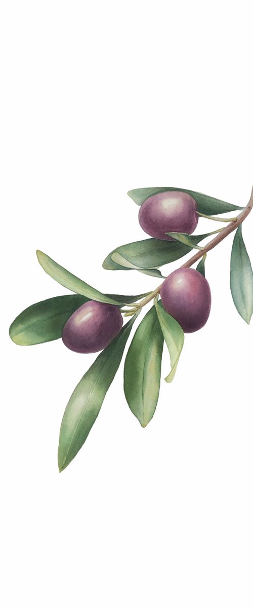 Olive branch. by Nataliia Kupchyk