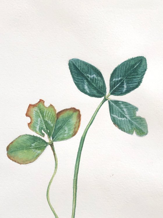 Clover. A leaf composition with a beautiful story.