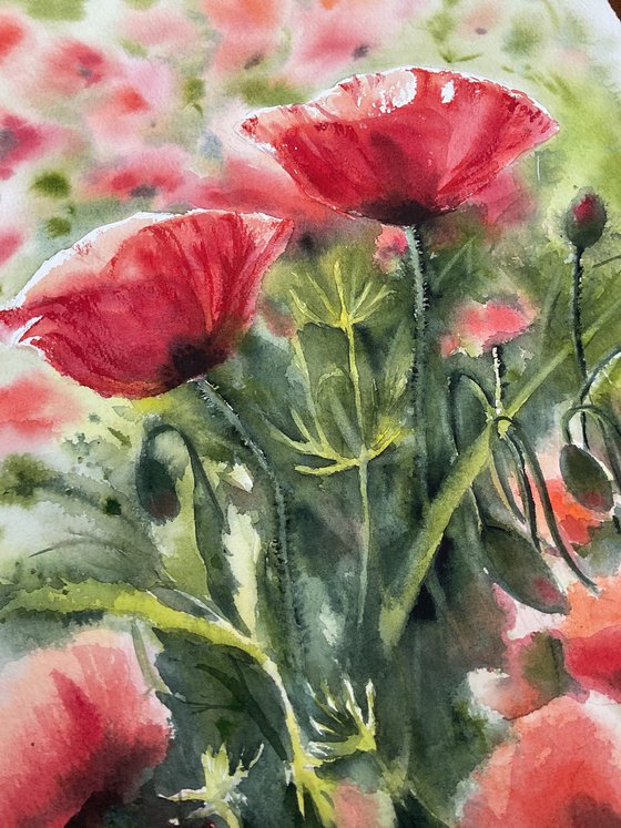 Poppies