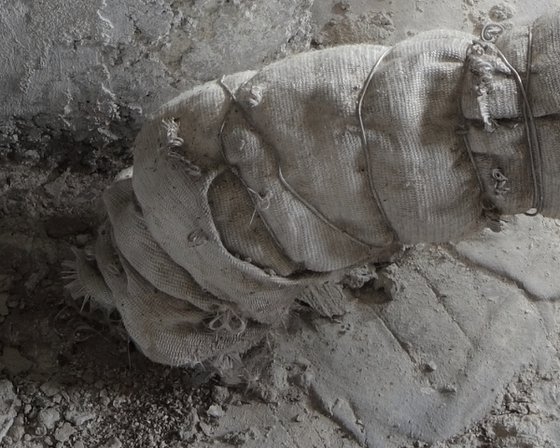 #48. Pripyat. Dog mummy