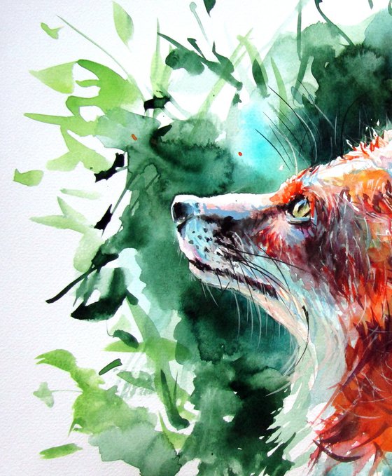 Red fox III