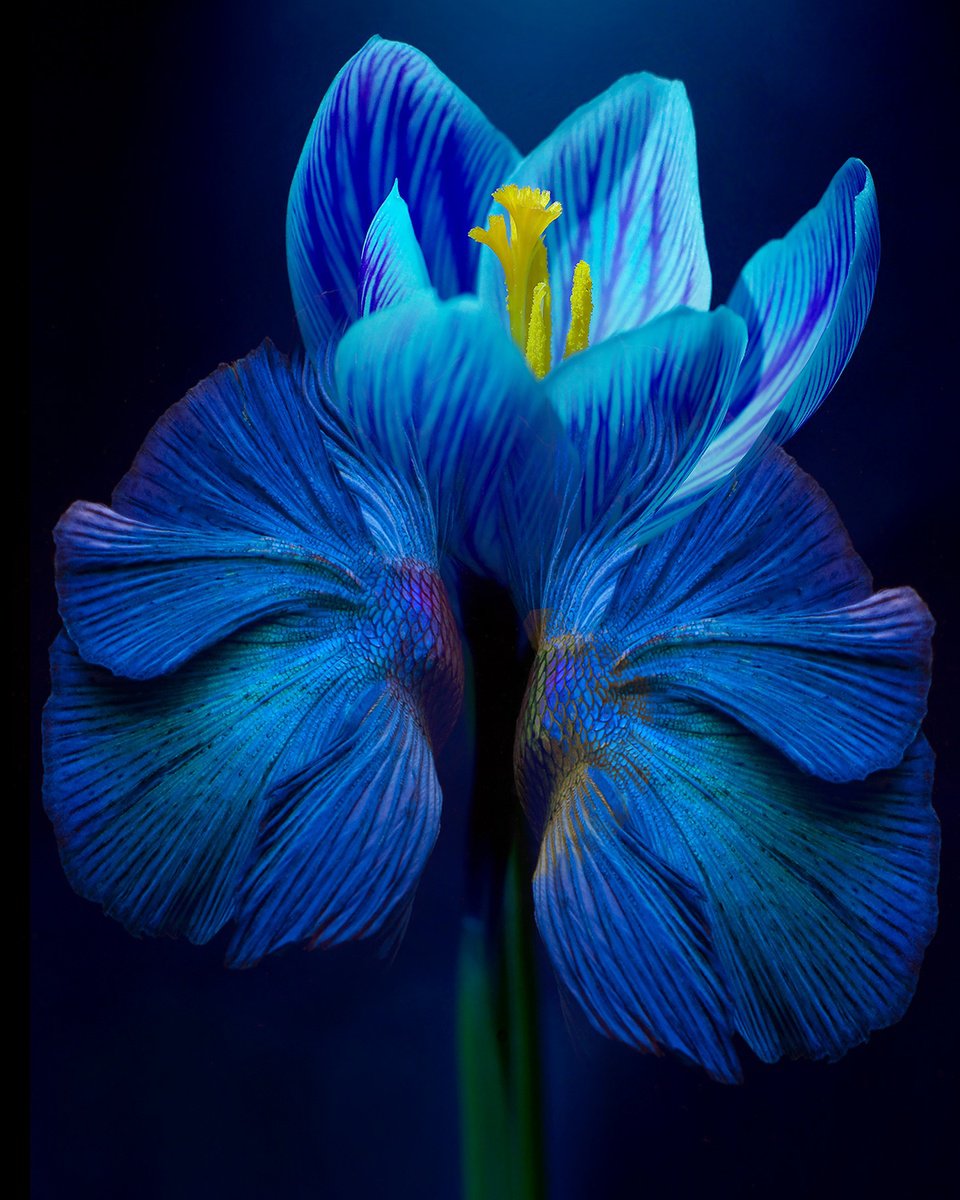 Surrealistic Photograph , Kaleidoscope 43 By Michael Filonow, 26 X 32, Artwork For Sale On Artfinder