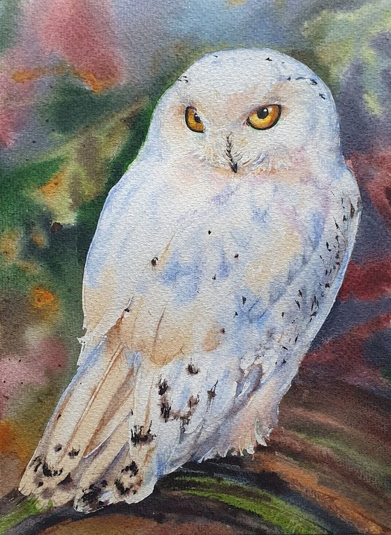 White owl (First snow in the old forest)