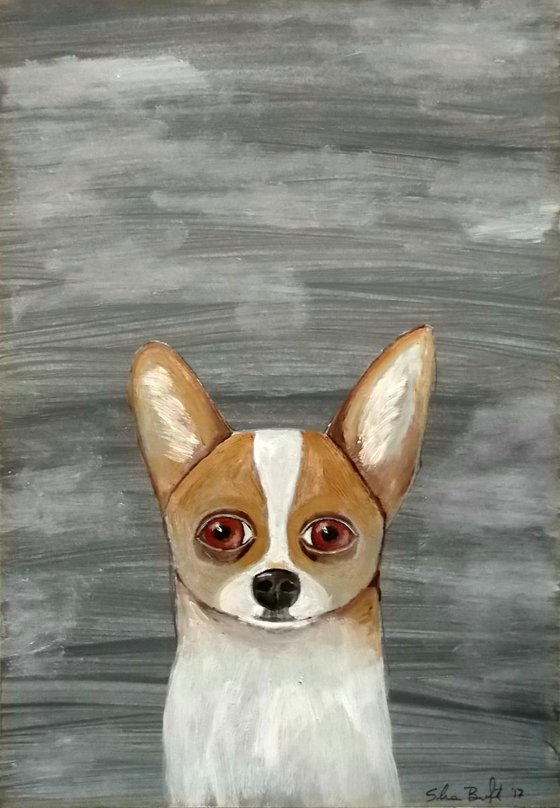 The little dog on grey background