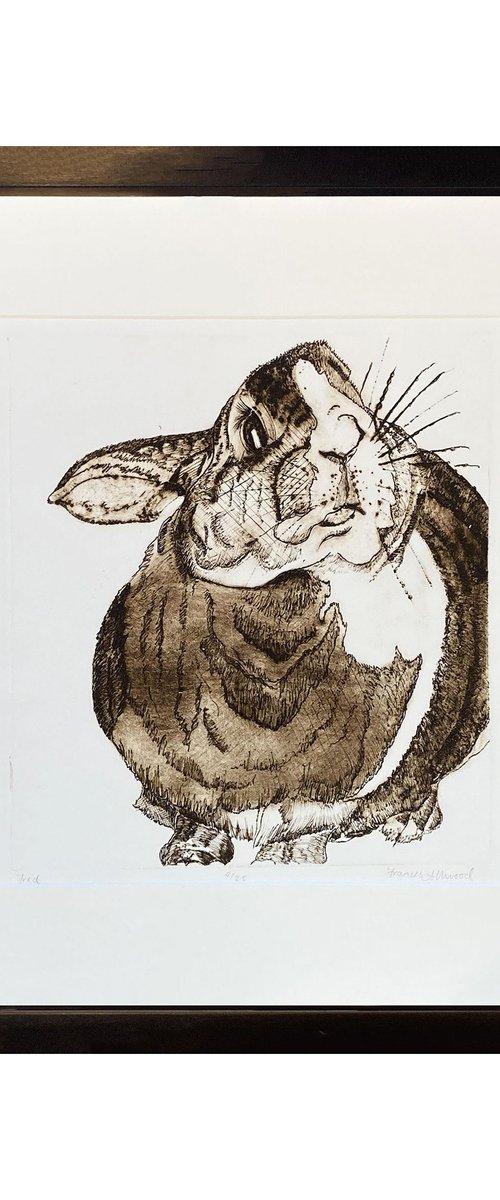 Fred - drypoint rabbit print by Francis Allwood