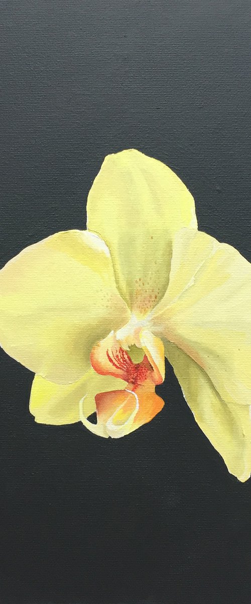 Orchid by Helen Sinfield